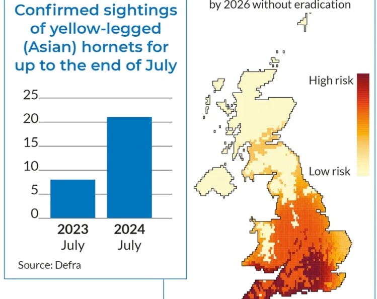 Asian Hornets Threaten UK Urgent Need for Vigilance and Reporting