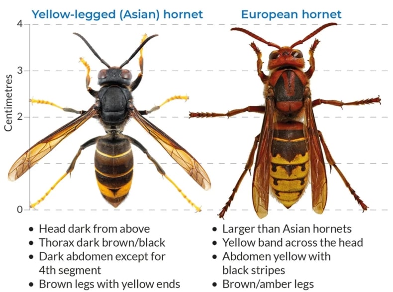 Asian Hornets Threaten UK Urgent Need for Vigilance and Reporting