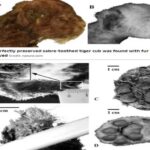 35,000-Year-Old Sabre-Toothed Tiger Cub Found Frozen in Siberian Ice!