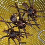 Tarantulas: 7 Facts guide - tarantulas