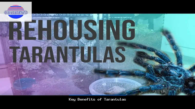 Key Benefits of Tarantulas - Tarantulas Guide