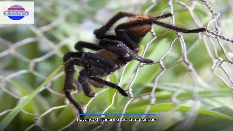 Advanced Tarantulas Strategies - Tarantulas Guide