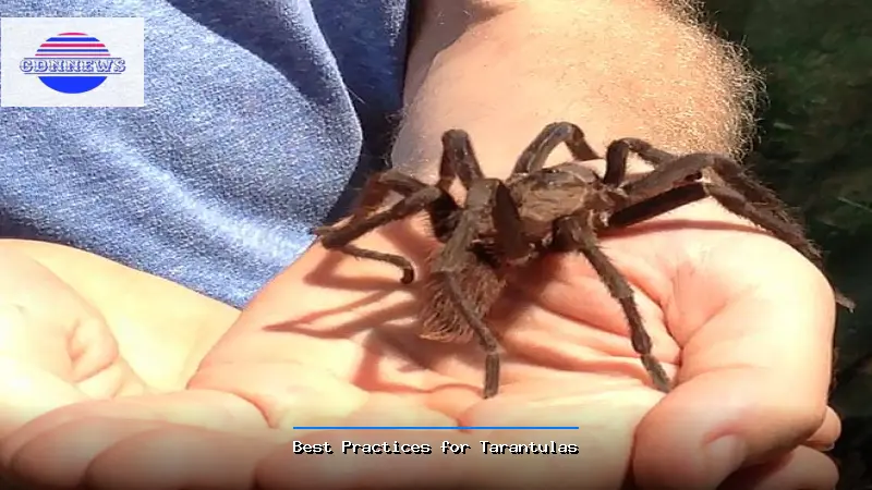 Best Practices for Tarantulas - Tarantulas Guide
