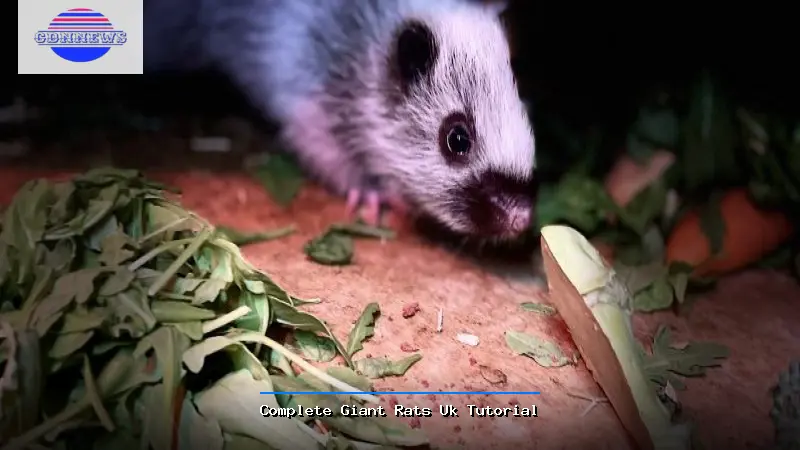 Complete Giant Rats Uk Tutorial - Giant Rats Uk Very skilled person Guide
