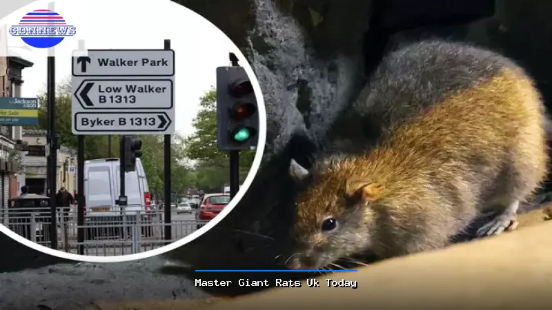 Master Giant Rats Uk Today - Giant Rats Uk Very skilled person Guide